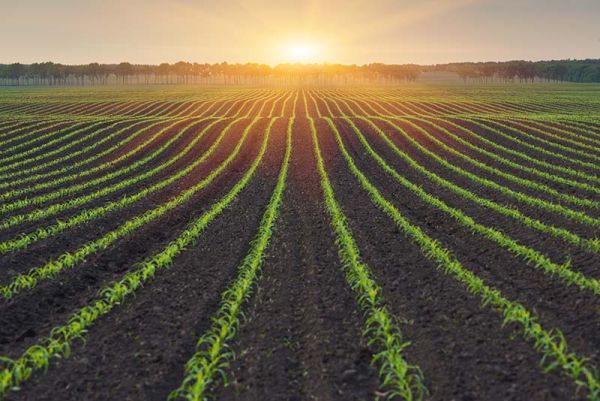 Corn growing in even rows with sunrise